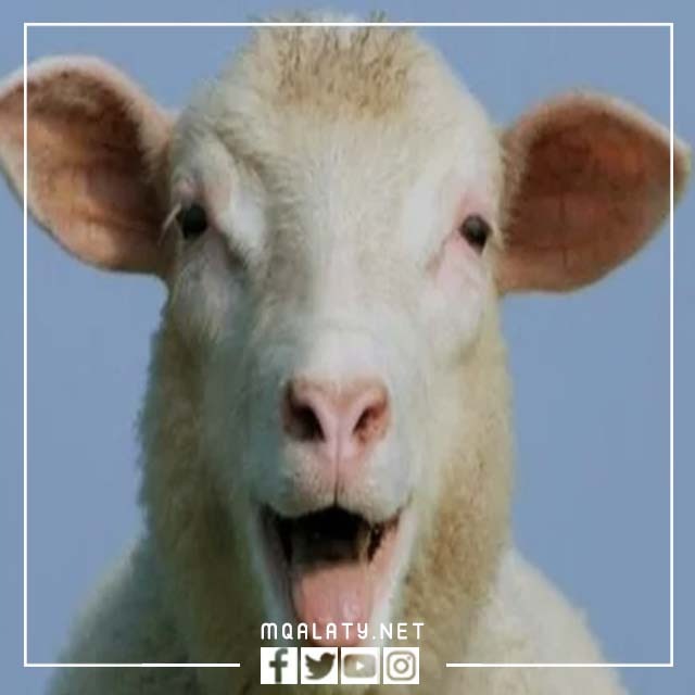 صُور وَجه خَروف العِيد حَقيقي