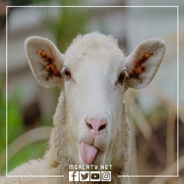 صُور وَجه خَروف العِيد حَقيقي