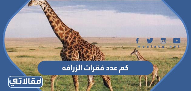 كم عدد فقرات الزرافه
