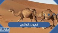 كم وزن الحاشي بالكيلوغرام