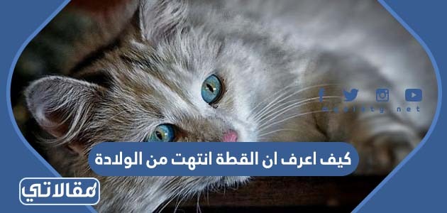 كيف اعرف ان القطة انتهت من الولادة