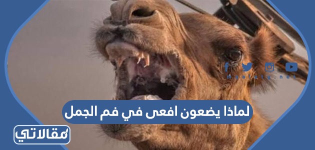 لماذا يضعون افعى في فم الجمل
