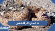 ما اسم ذكر الافعى