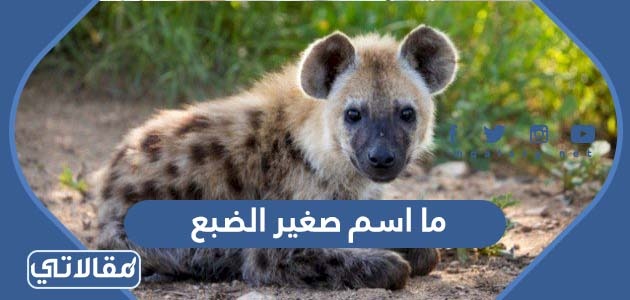 ما اسم صغير الضبع