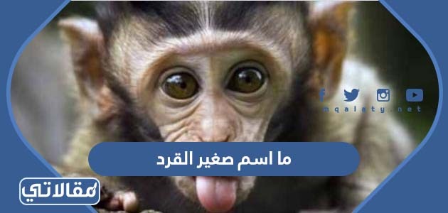 ما اسم صغير القرد