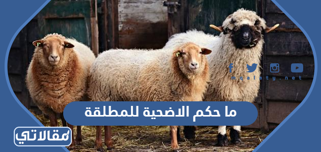 ما حكم الاضحية للمطلقة