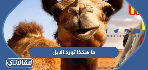 ما هكذا تورد الابل