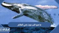 ما هو اكبر حوت في العالم