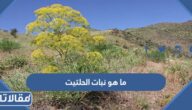 ما هو نبات الحلتيت سبب تسمم شقيقة دانة القحطاني