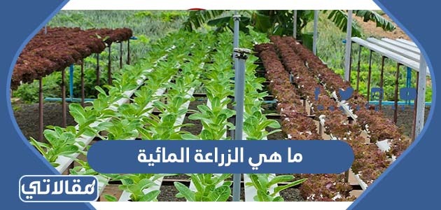 ما هي الزراعة المائية