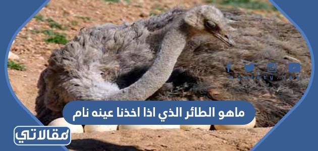 ماهو الطائر الذي اذا اخذنا عينه نام
