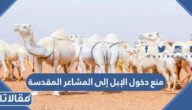 سبب منع دخول الإبل إلى المشاعر المقدسة خلال موسم الحج
