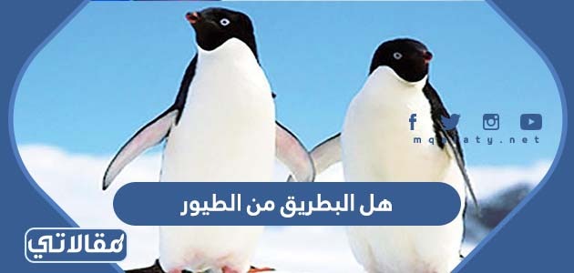 هل البطريق من الطيور