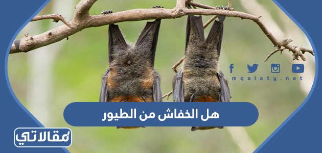 هل الخفاش من الطيور