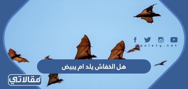 هل الخفاش يلد ام يبيض