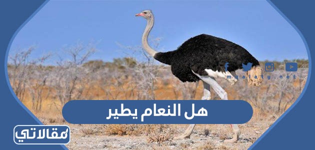هل النعام يطير
