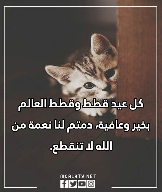 عبارات عن يوم القطط العالمي بالصور