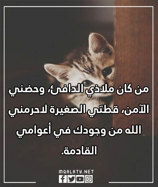 عبارات عن يوم القطط العالمي بالصور