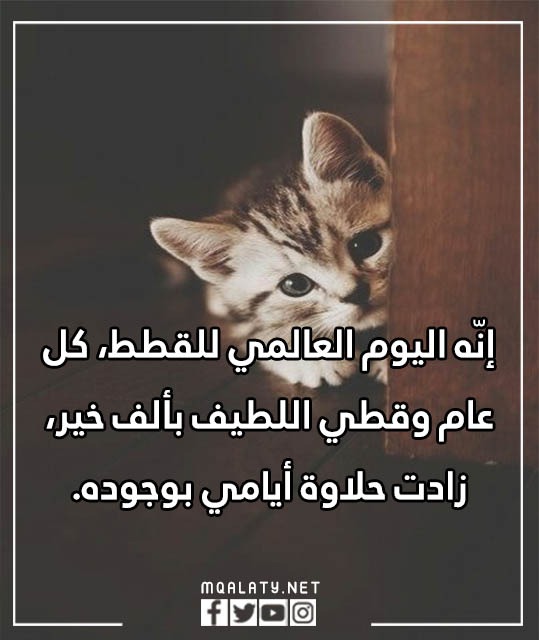 عبارات عن يوم القطط العالمي بالصور