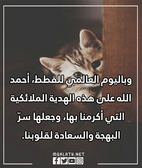 عبارات عن يوم القطط العالمي بالصور