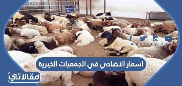 اسعار الاضاحي في الجمعيات الخيرية