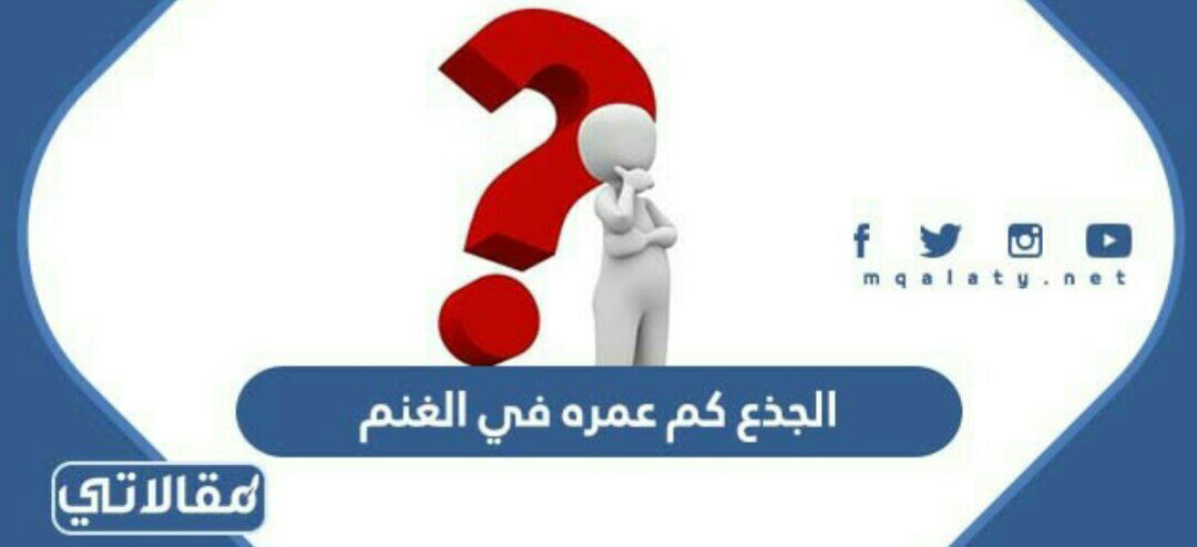 الجذع كم عمره في الغنم