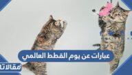 أجمل تغريدات وعبارات عن يوم القطط العالمي 2025