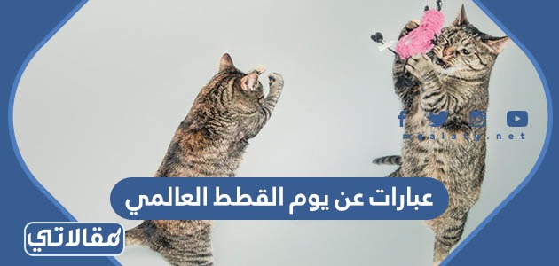 عبارات عن يوم القطط العالمي