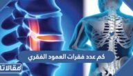 كم عدد فقرات العمود الفقري للانسان