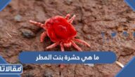 ما هي حشرة بنت المطر