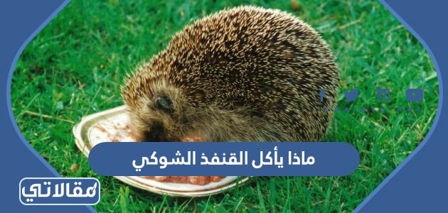 ماذا يأكل القنفذ الشوكي
