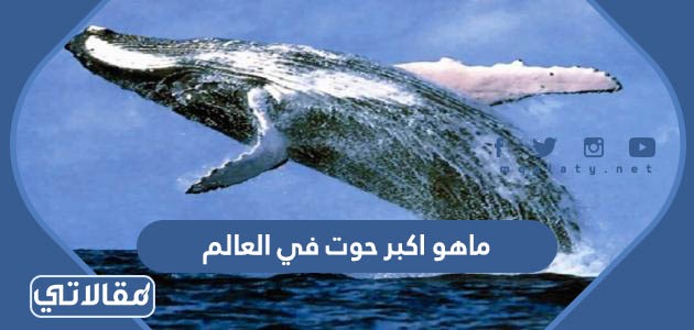 ماهو اكبر حوت في العالم