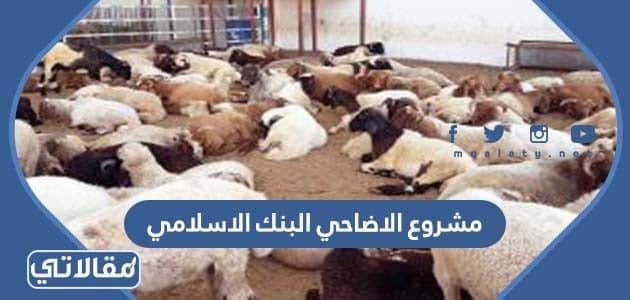 مشروع الاضاحي البنك الاسلامي