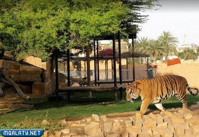 حديقة حيوانات الرياض بالصور