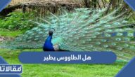 هل الطاووس يطير ام لا