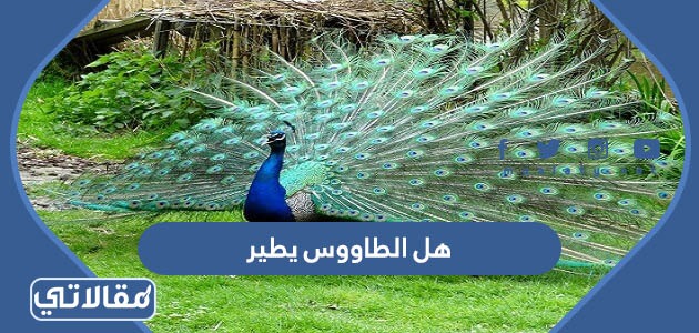 هل الطاووس يطير ام لا