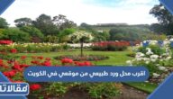 اقرب محل ورد طبيعي من موقعي في الكويت