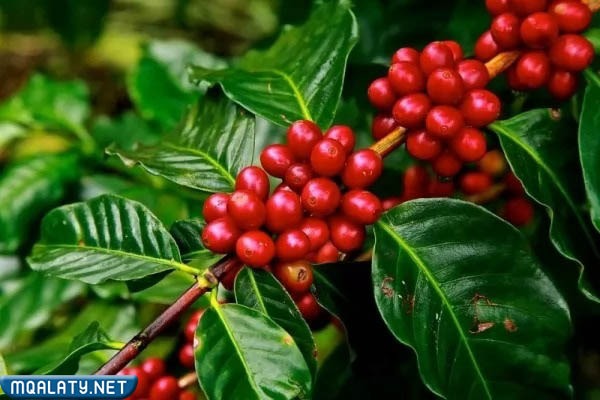 النباتات التي تنمو في غابات الأمازون