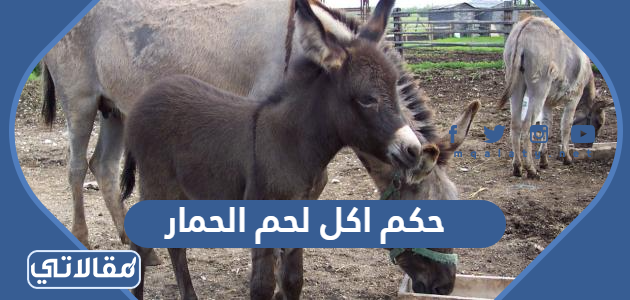 حكم اكل لحم الحمار