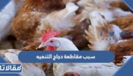 سبب مقاطعة دجاج التنميه في السعودية