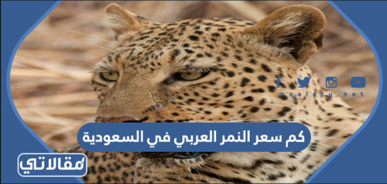 كم سعر النمر العربي في السعودية