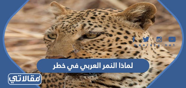 لماذا النمر العربي في خطر