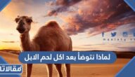لماذا نتوضأ بعد اكل لحم الابل