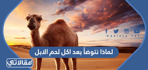 لماذا نتوضأ بعد اكل لحم الابل