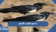 ما هو الغراب الأبقع ولماذا يجوز قتله في الإسلام