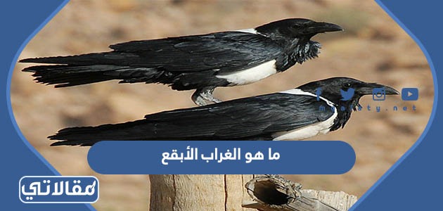ما هو الغراب الأبقع