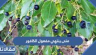 متى ينتهي مفعول الكافور