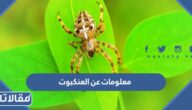معلومات عن العنكبوت للاطفال