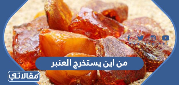 من اين يستخرج العنبر