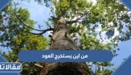 من اين يستخرج العود من الغزال